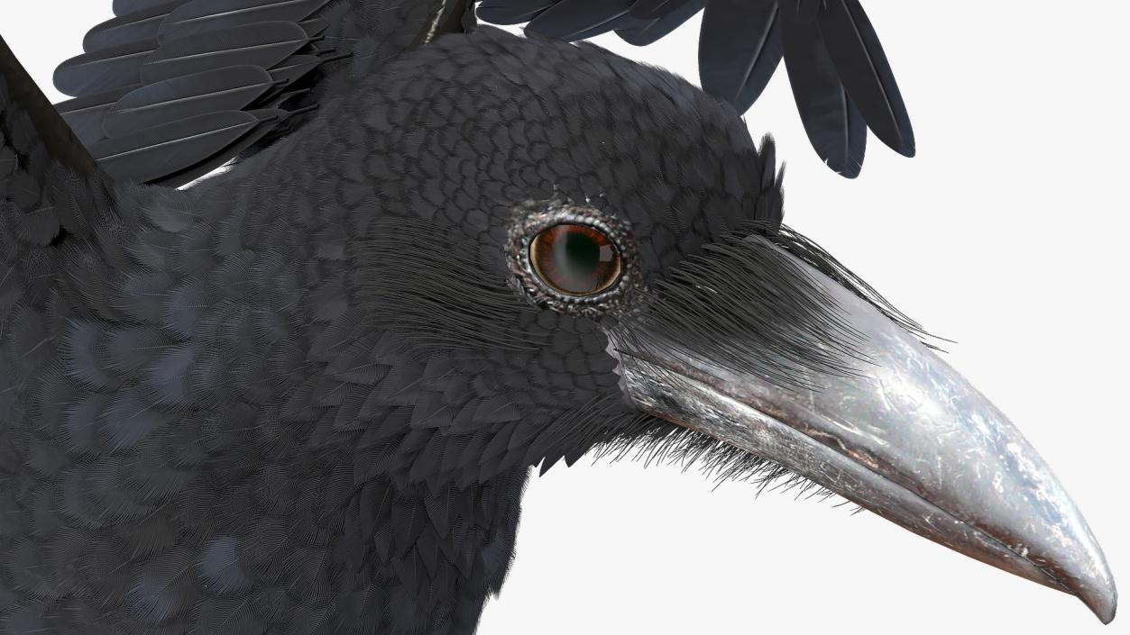 3D model Raven Animated Collection