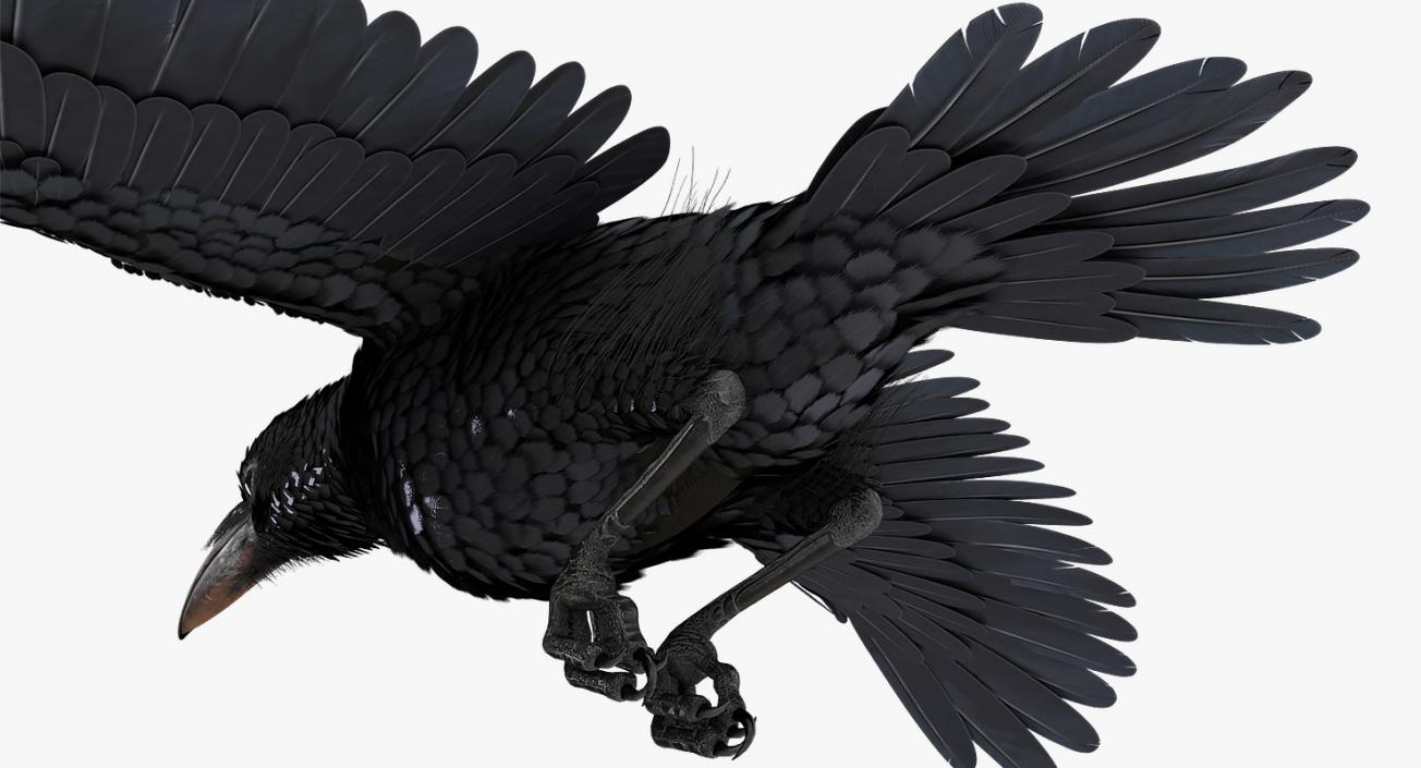 3D model Raven Animated Collection