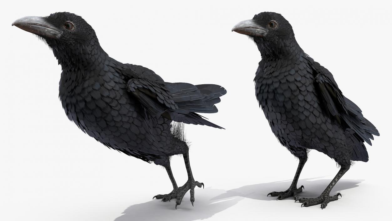 3D model Raven Animated Collection