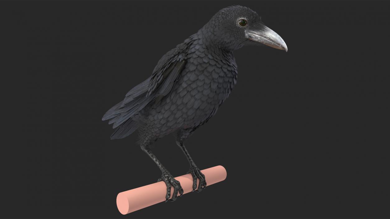 3D model Raven Animated Collection