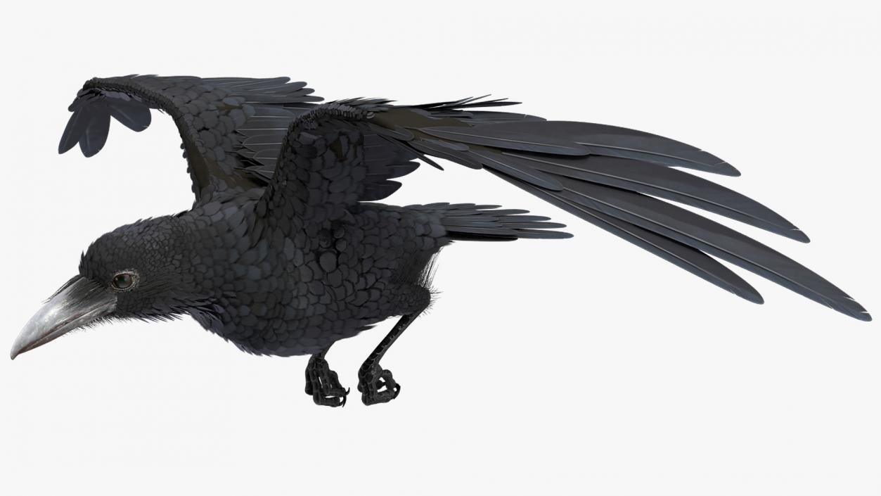 3D model Raven Animated Collection