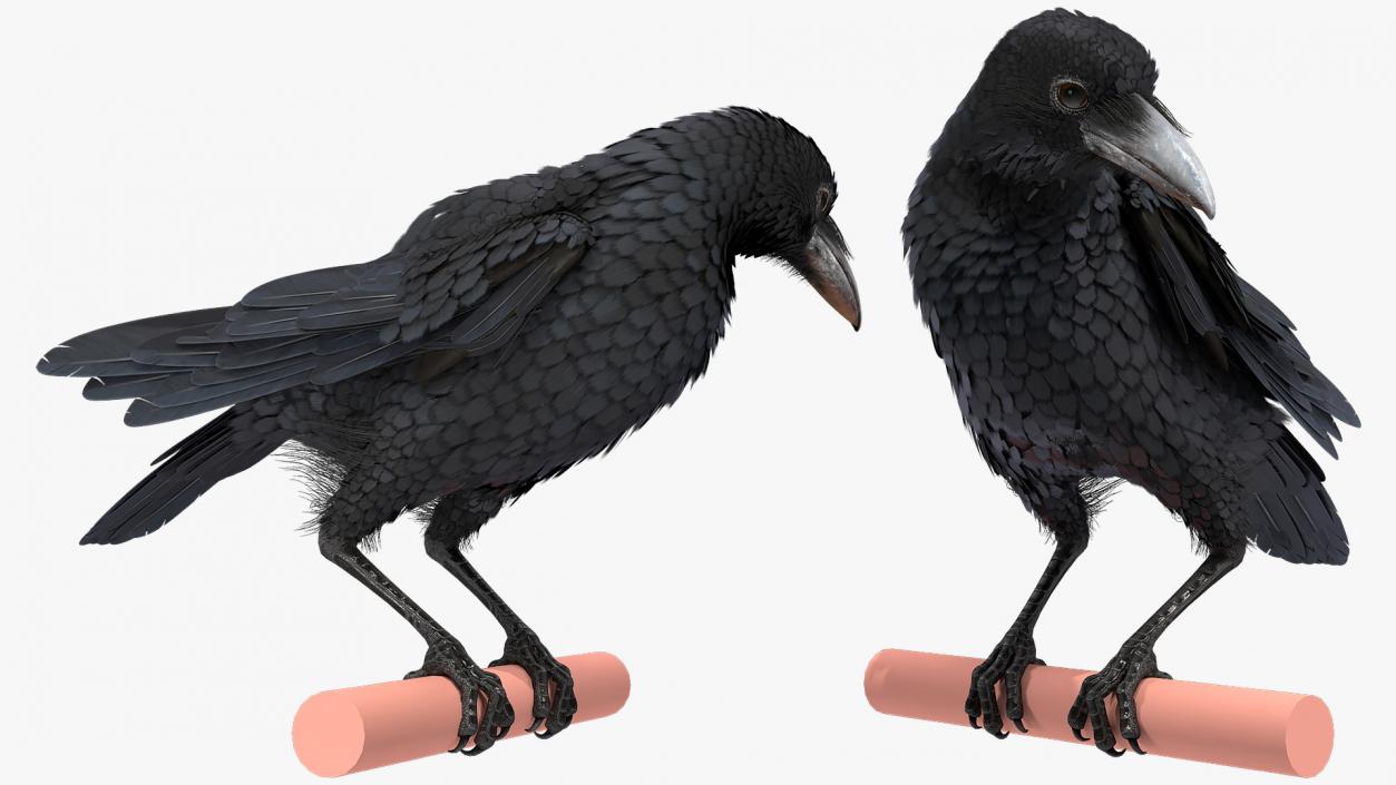 3D model Raven Animated Collection