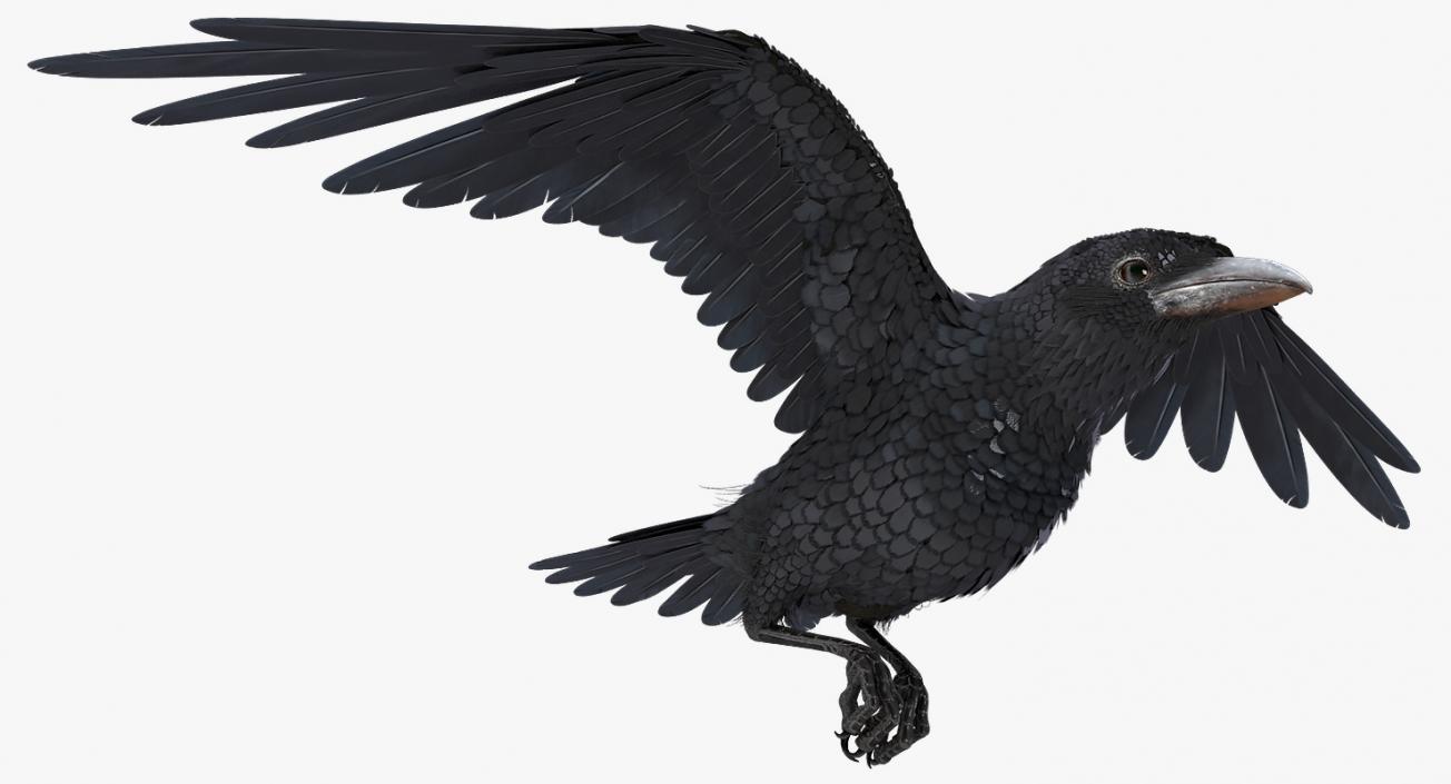 3D model Raven Animated Collection