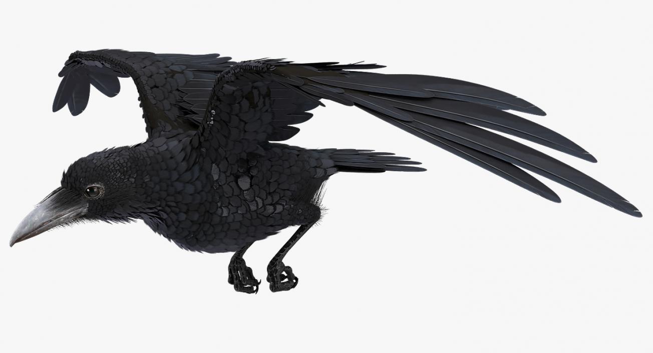 3D model Raven Animated Collection