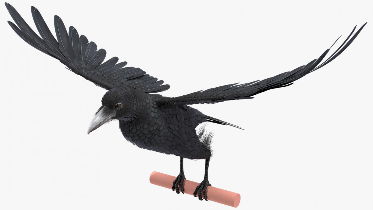 3D model Raven Animated Collection