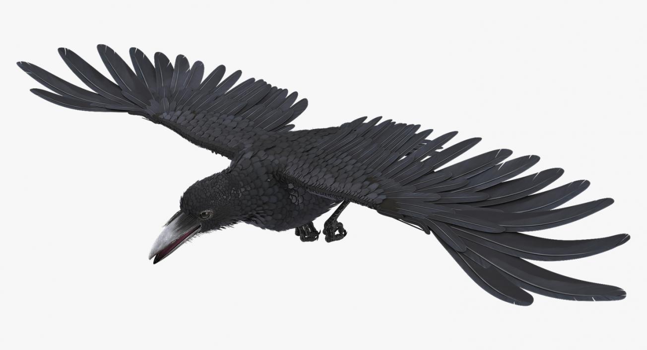 3D model Raven Animated Collection