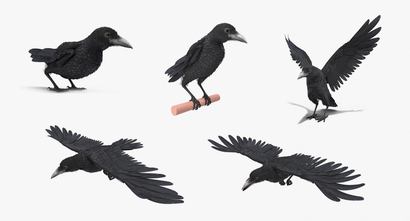 3D model Raven Animated Collection