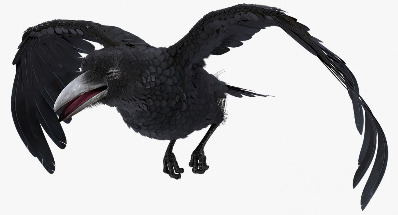 3D model Raven Animated Collection