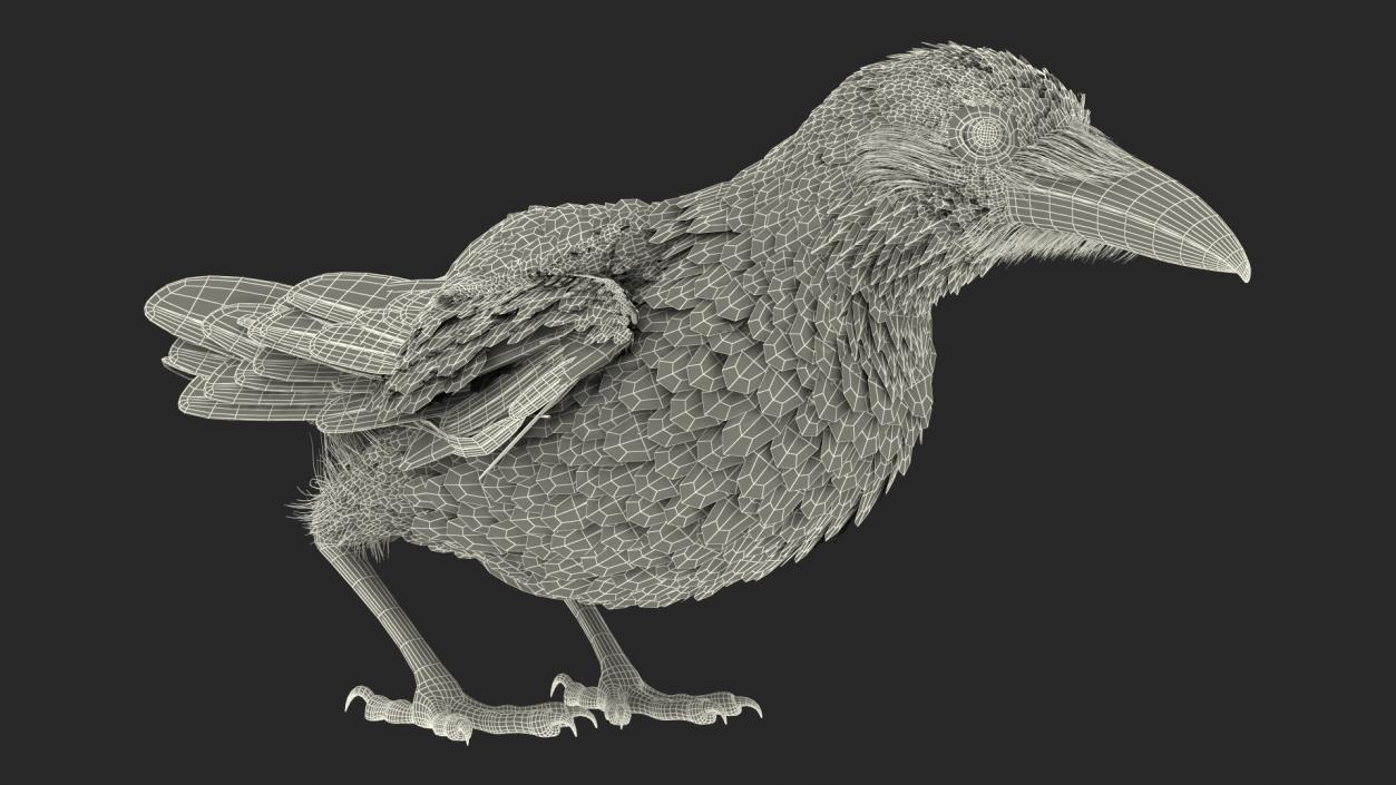 3D model Raven Animated Collection