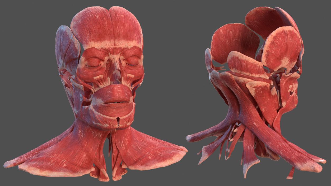 3D Human Head Muscular System