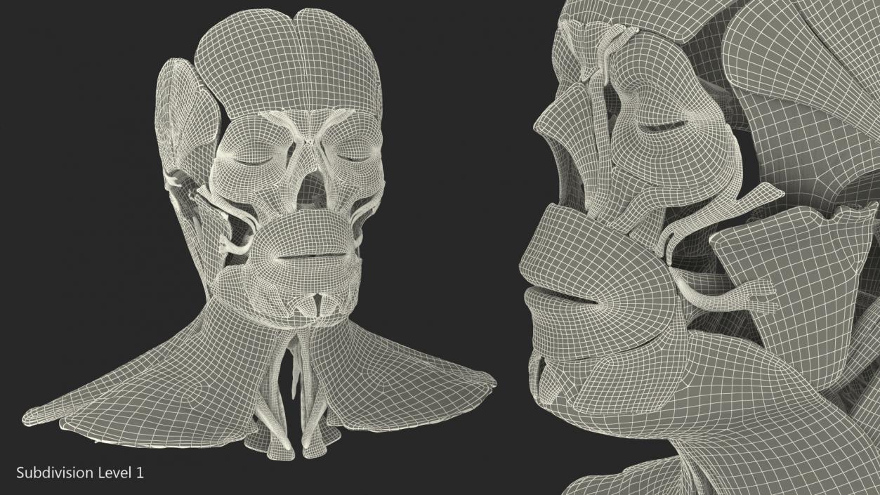 3D Human Head Muscular System