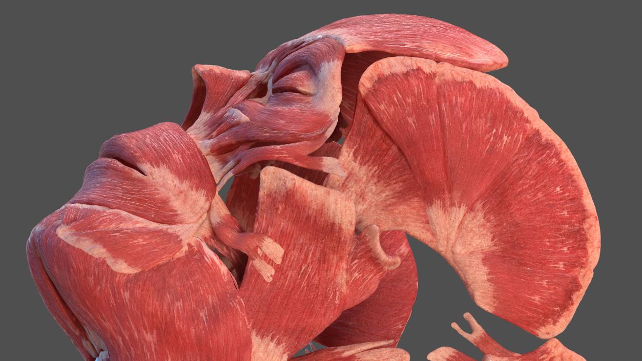 3D Human Head Muscular System