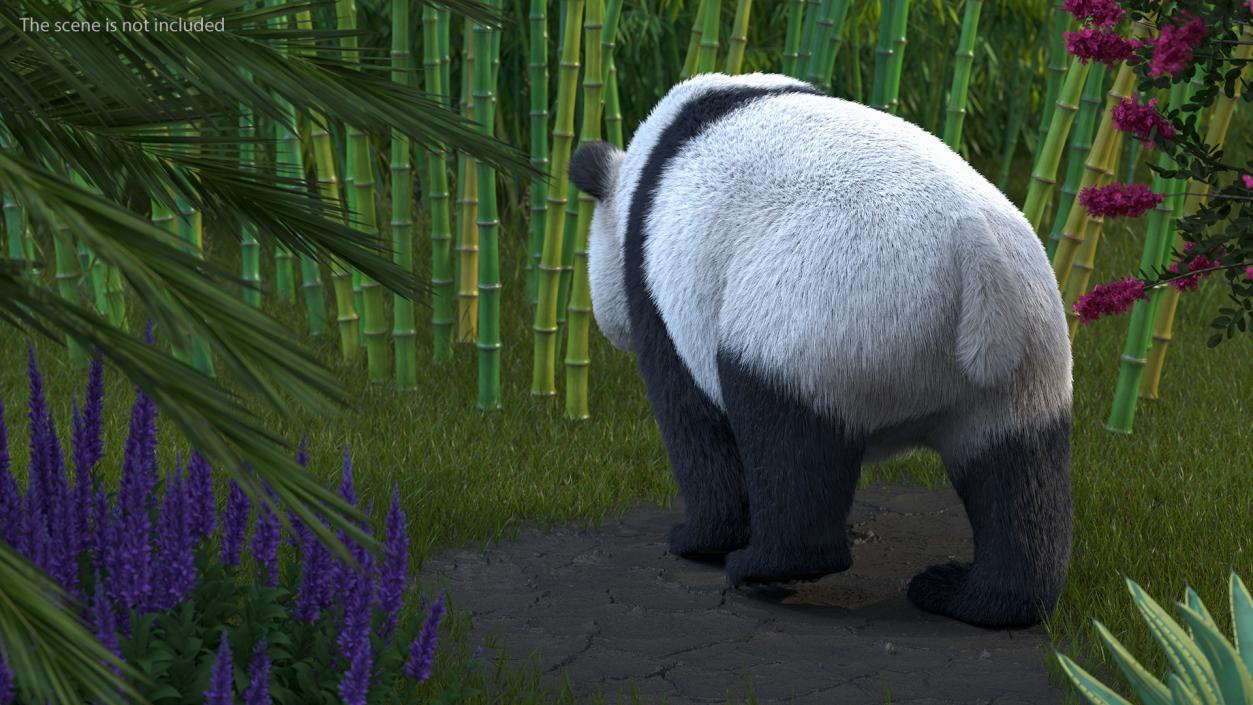 3D Giant Panda Walking Pose Fur model