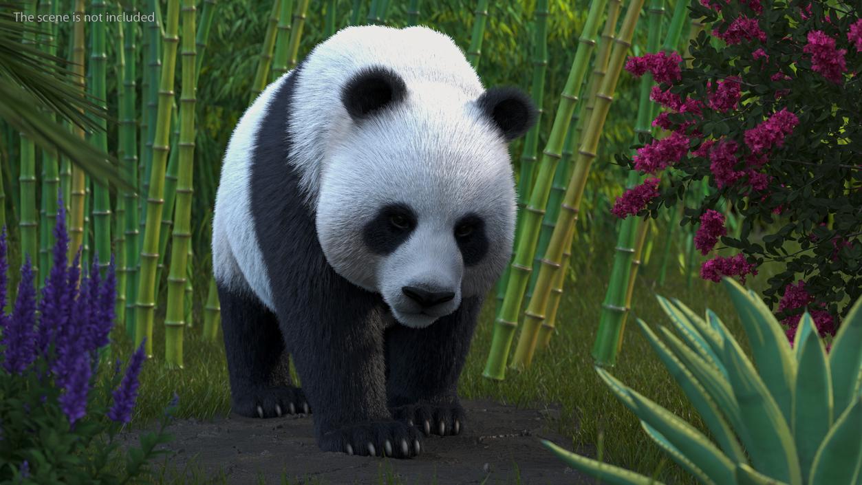 3D Giant Panda Walking Pose Fur model