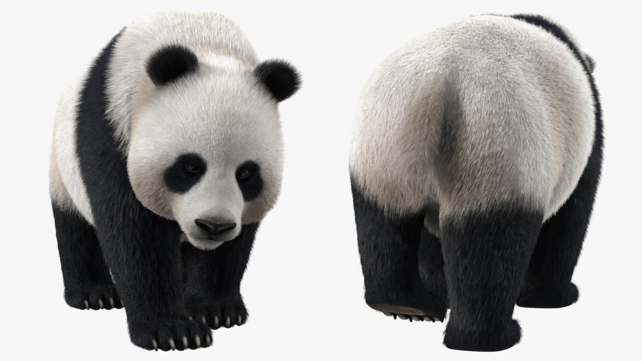 3D Giant Panda Walking Pose Fur model