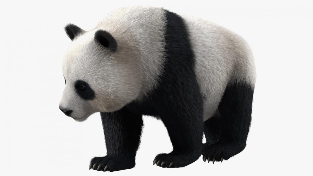 3D Giant Panda Walking Pose Fur model