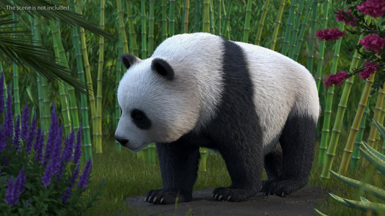 3D Giant Panda Walking Pose Fur model