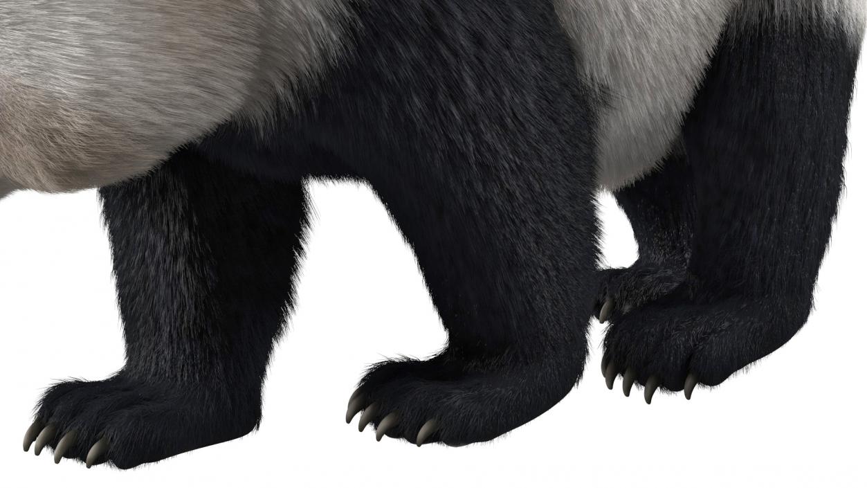 3D Giant Panda Walking Pose Fur model