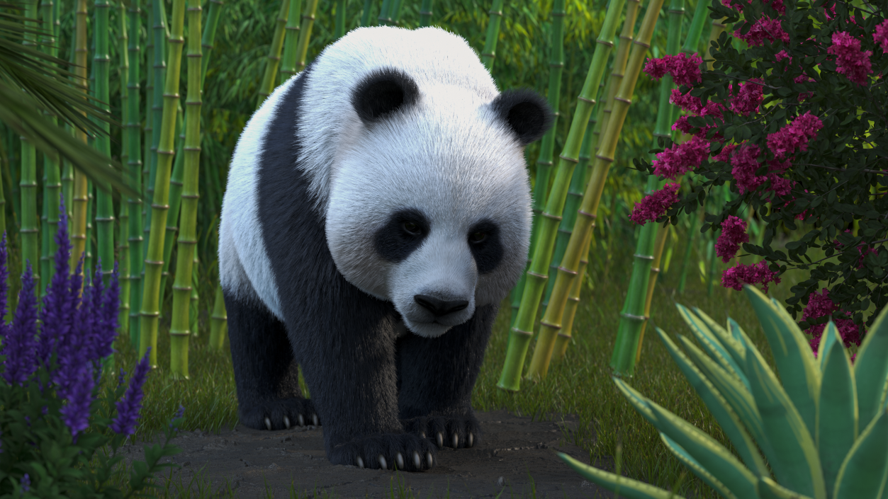 3D Giant Panda Walking Pose Fur model