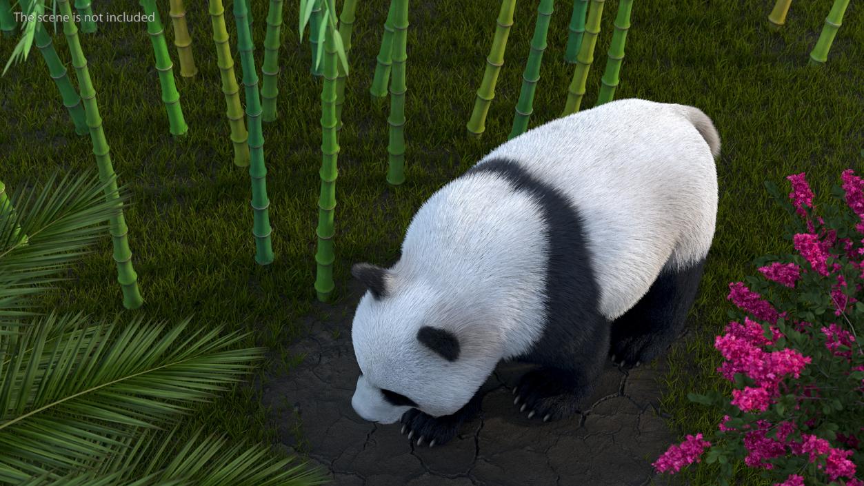 3D Giant Panda Walking Pose Fur model