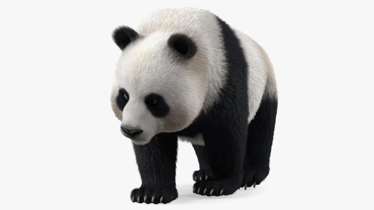 3D Giant Panda Walking Pose Fur model