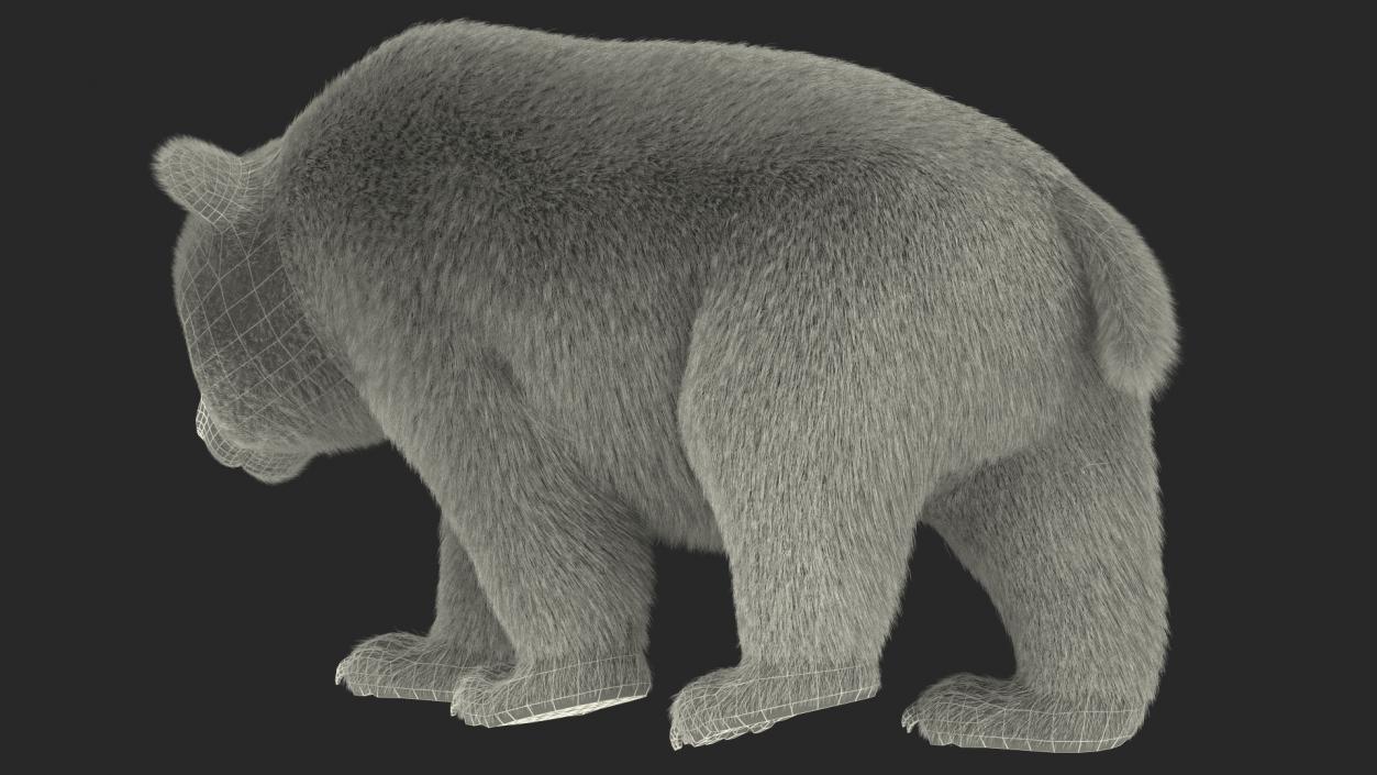 3D Giant Panda Walking Pose Fur model