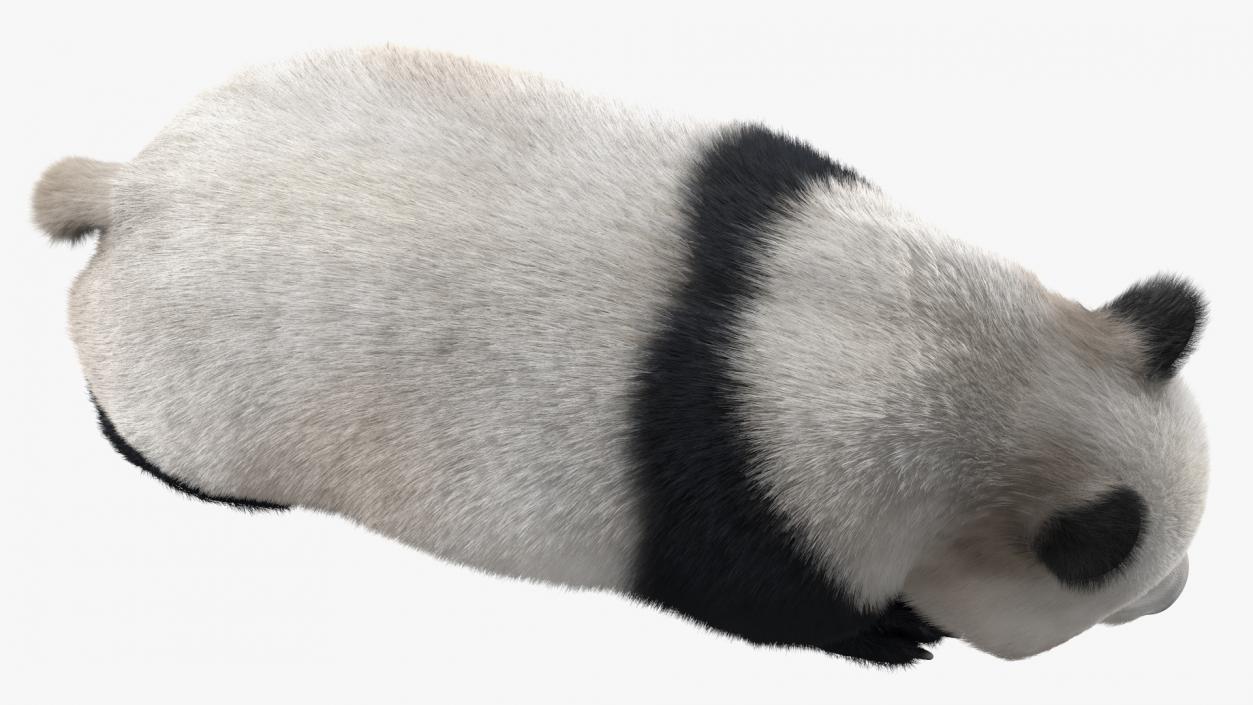 3D Giant Panda Walking Pose Fur model