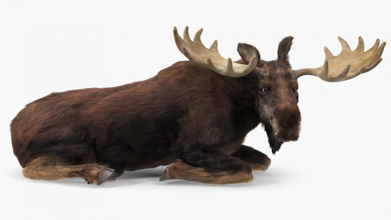 3D Elk Lying Pose Fur model