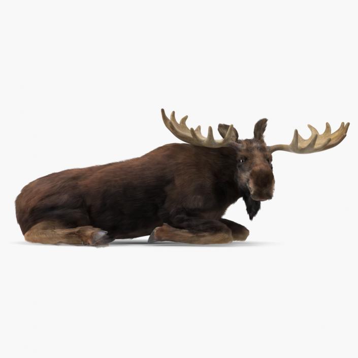 3D Elk Lying Pose Fur model