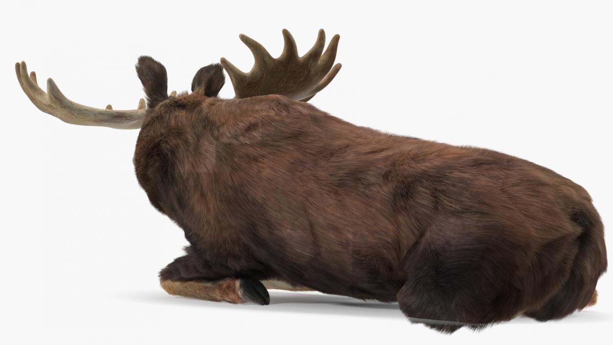 3D Elk Lying Pose Fur model