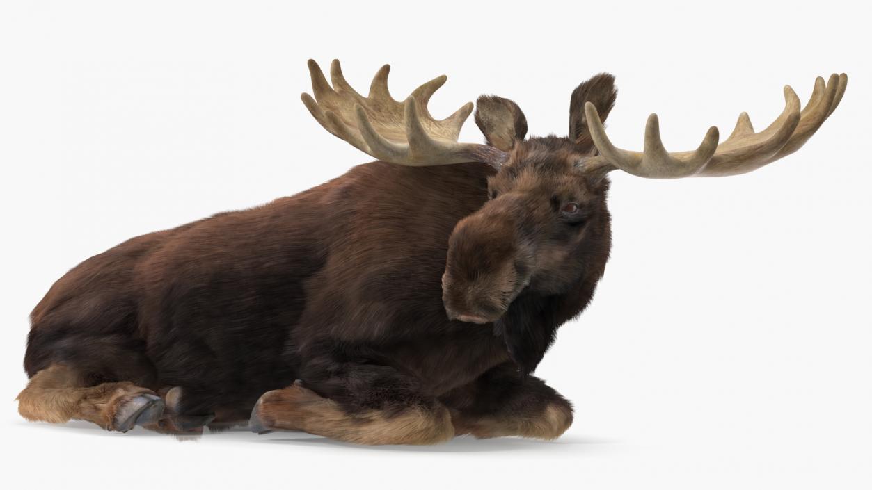 3D Elk Lying Pose Fur model