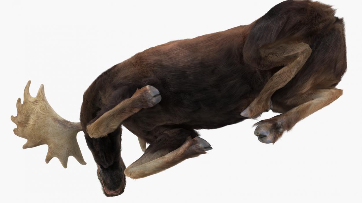 3D Elk Lying Pose Fur model