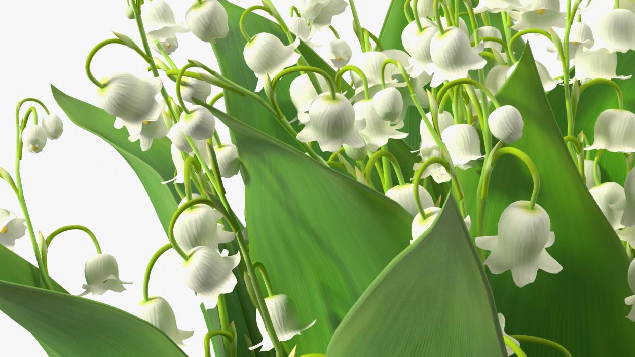 3D model Lily of the Valley Bouquet Big