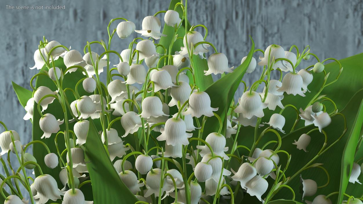 3D model Lily of the Valley Bouquet Big