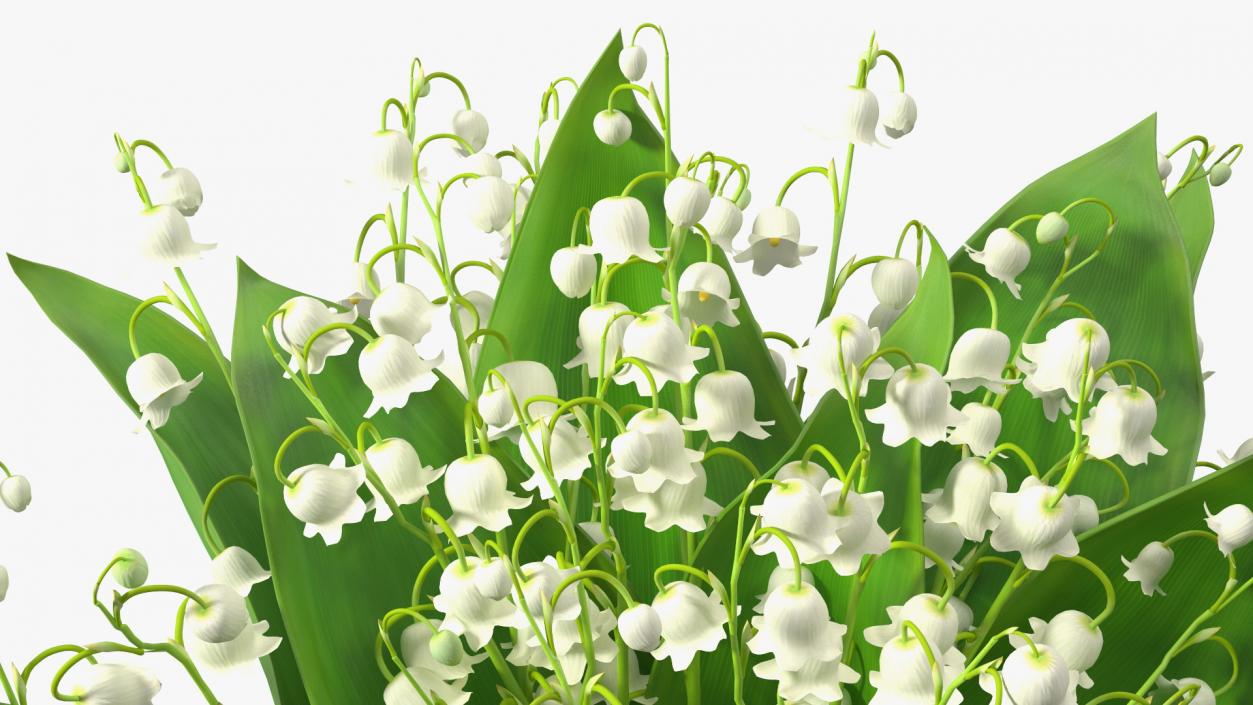 3D model Lily of the Valley Bouquet Big