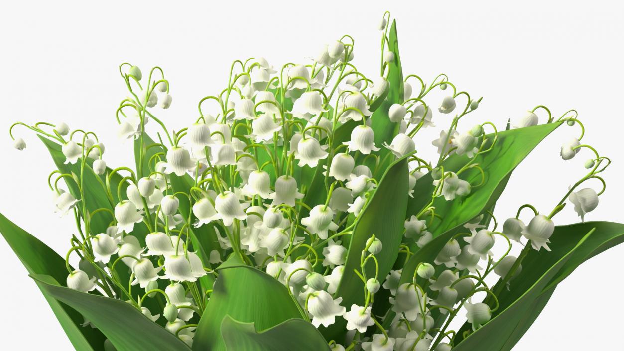 3D model Lily of the Valley Bouquet Big