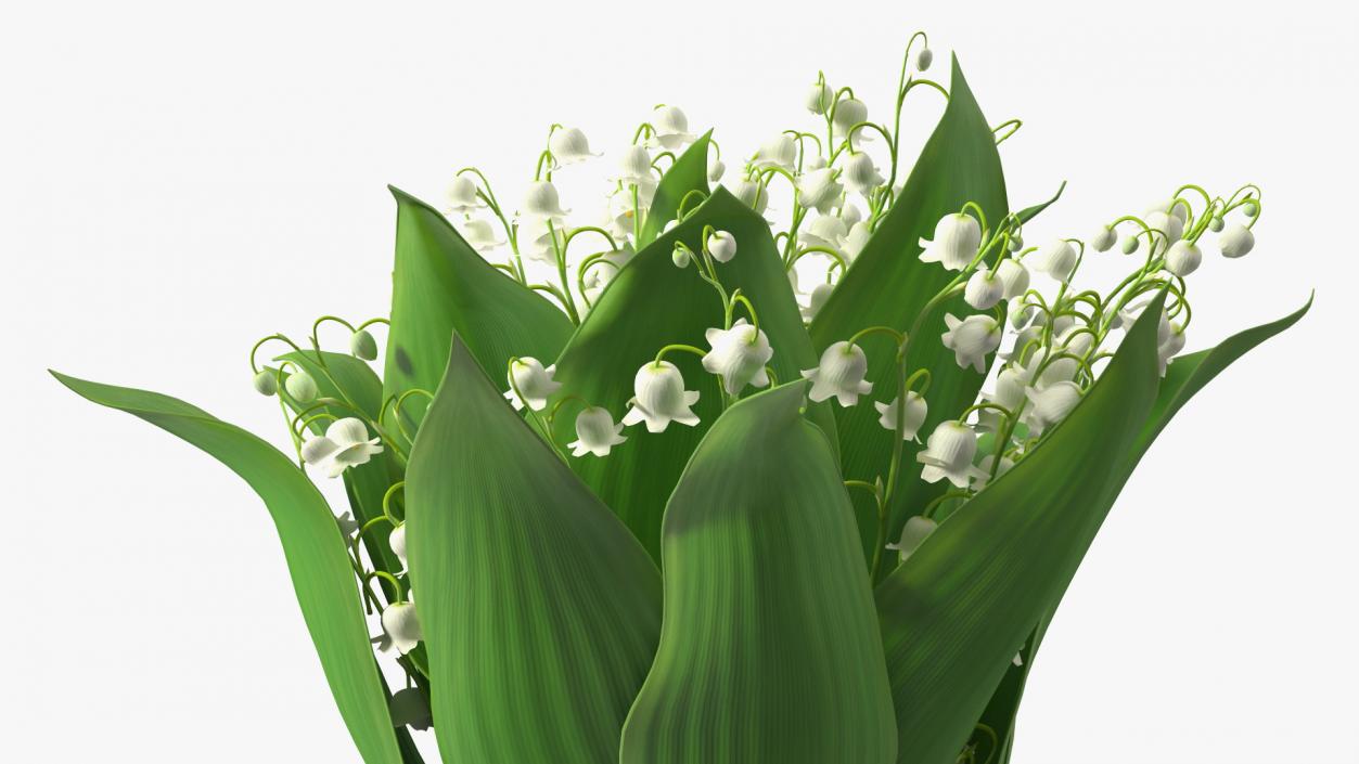 3D model Lily of the Valley Bouquet Big