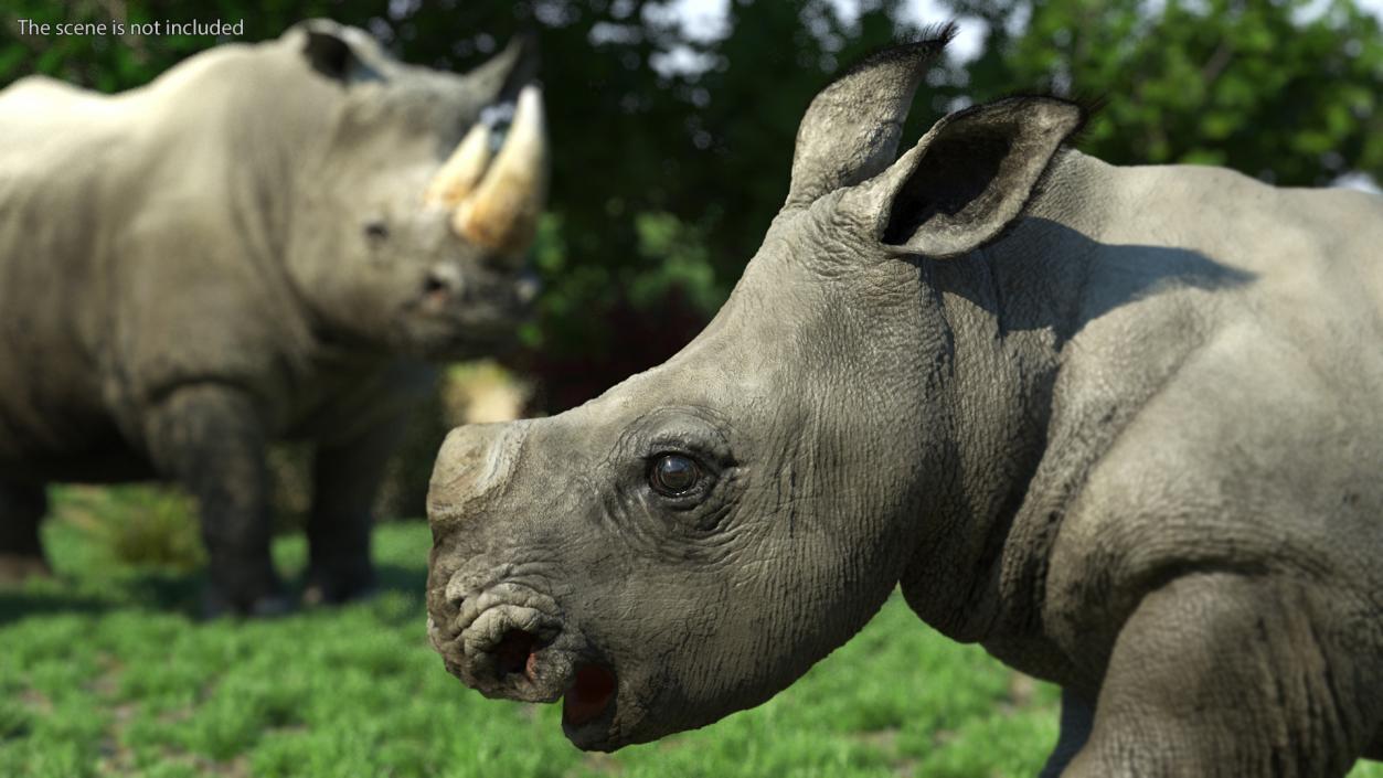 Rhinos Heads with Fur Collection 3D