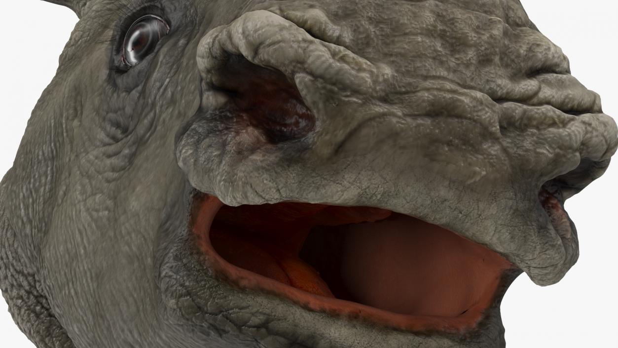 Rhinos Heads with Fur Collection 3D