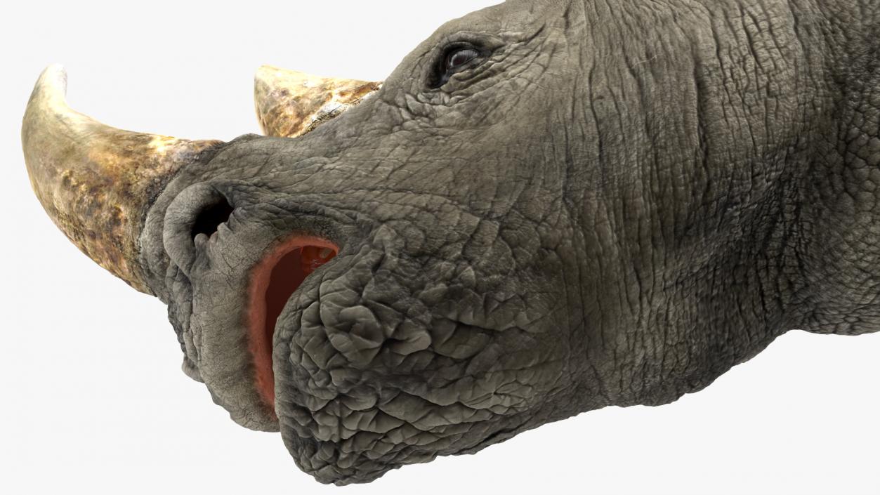 Rhinos Heads with Fur Collection 3D