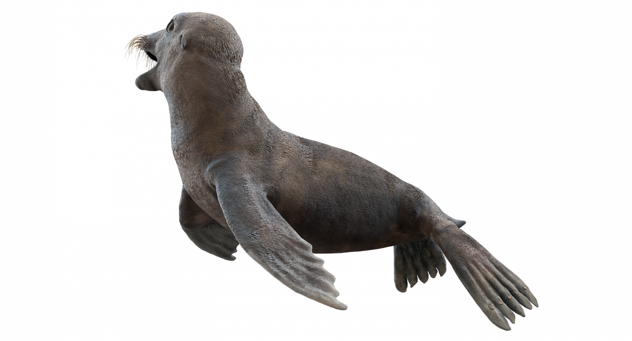 Sea Lion Wet Rigged 3D model