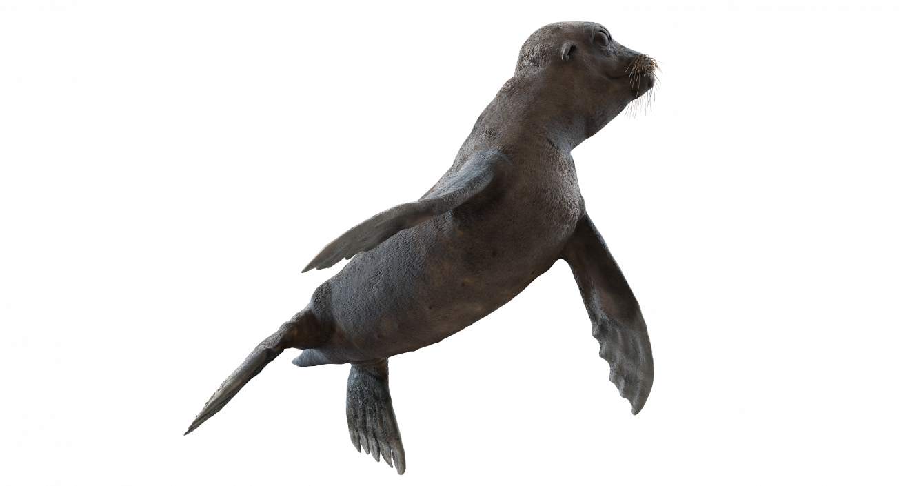 Sea Lion Wet Rigged 3D model