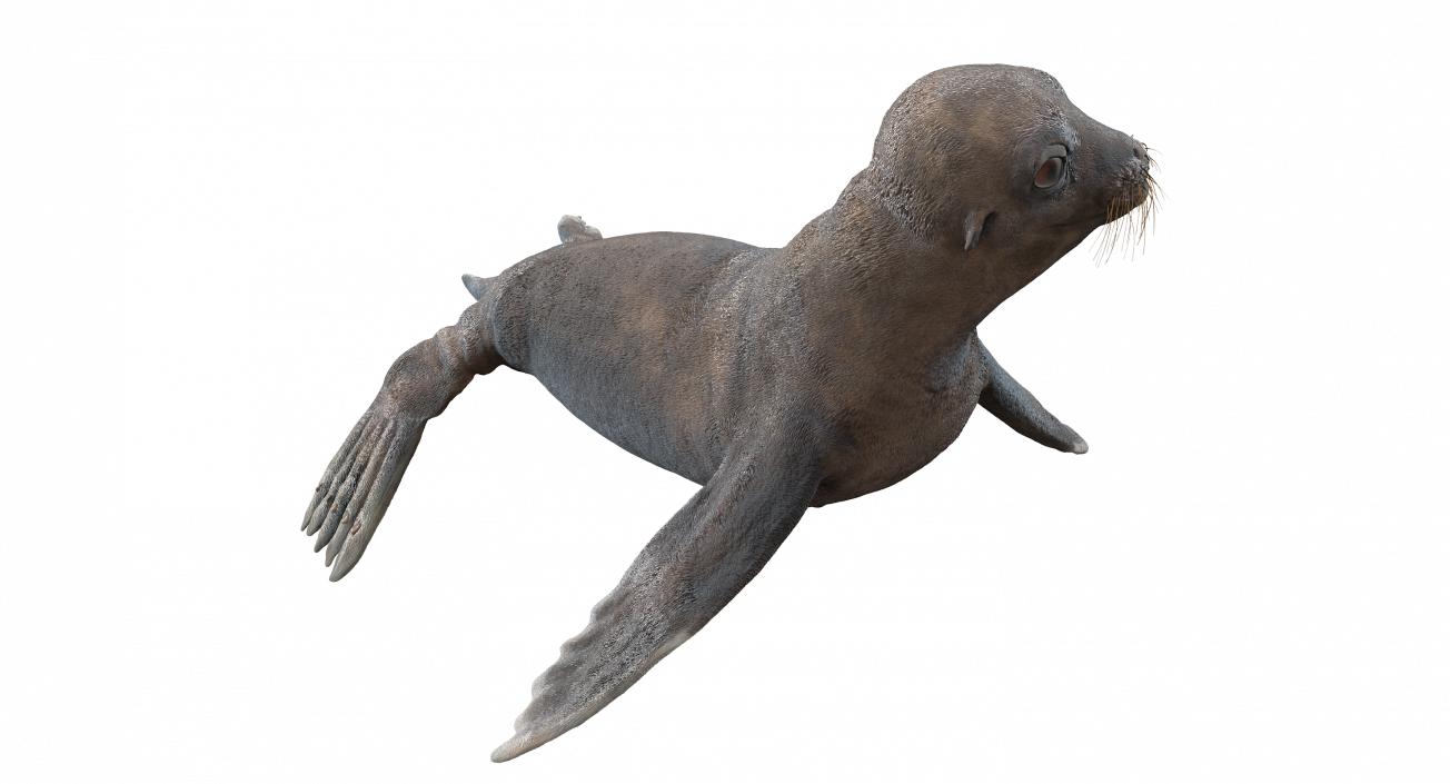 Sea Lion Wet Rigged 3D model