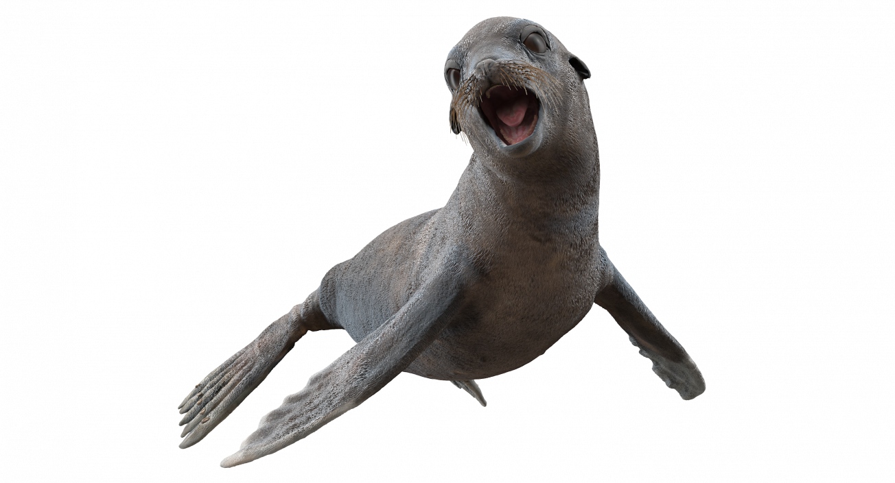 Sea Lion Wet Rigged 3D model