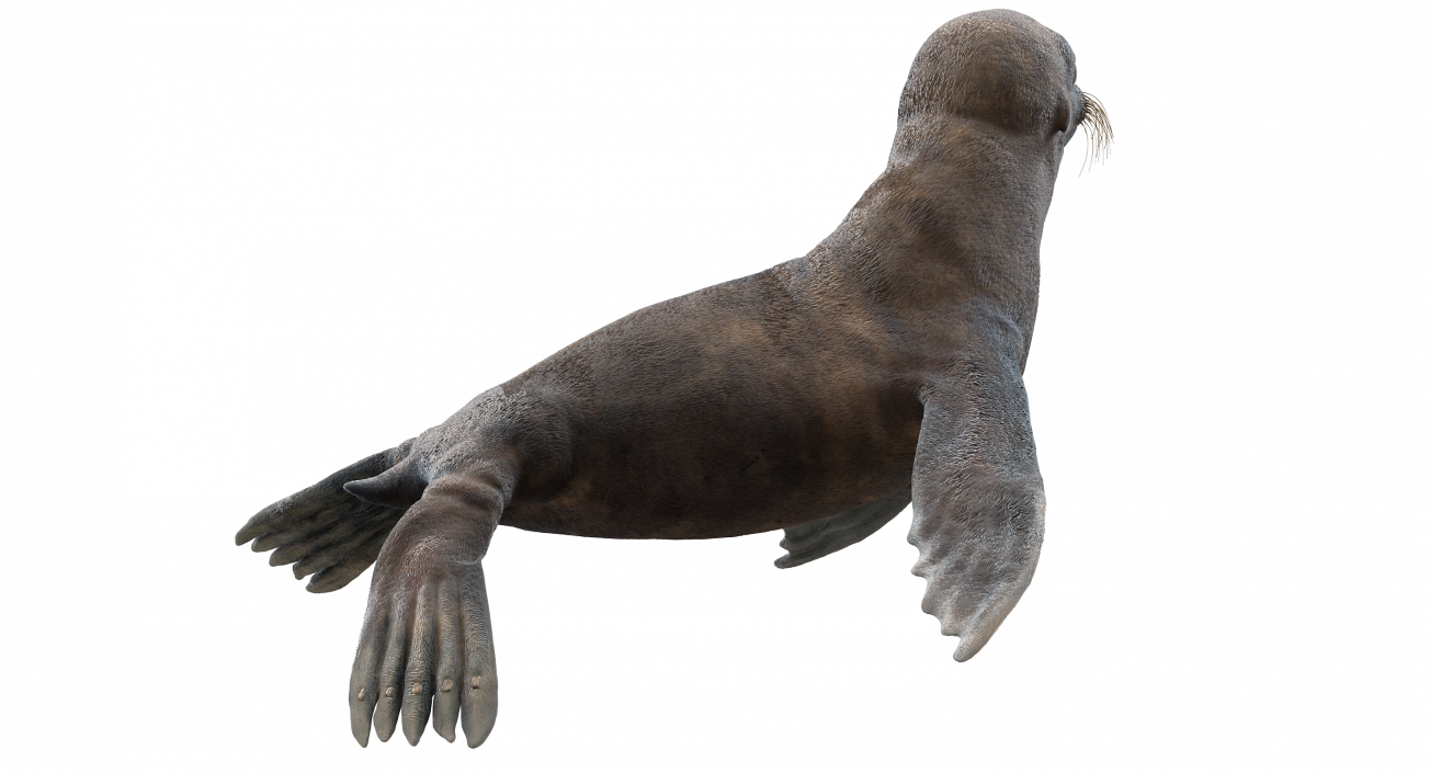 Sea Lion Wet Rigged 3D model