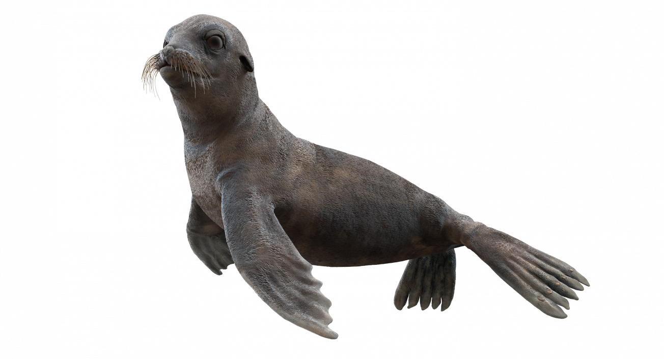 Sea Lion Wet Rigged 3D model