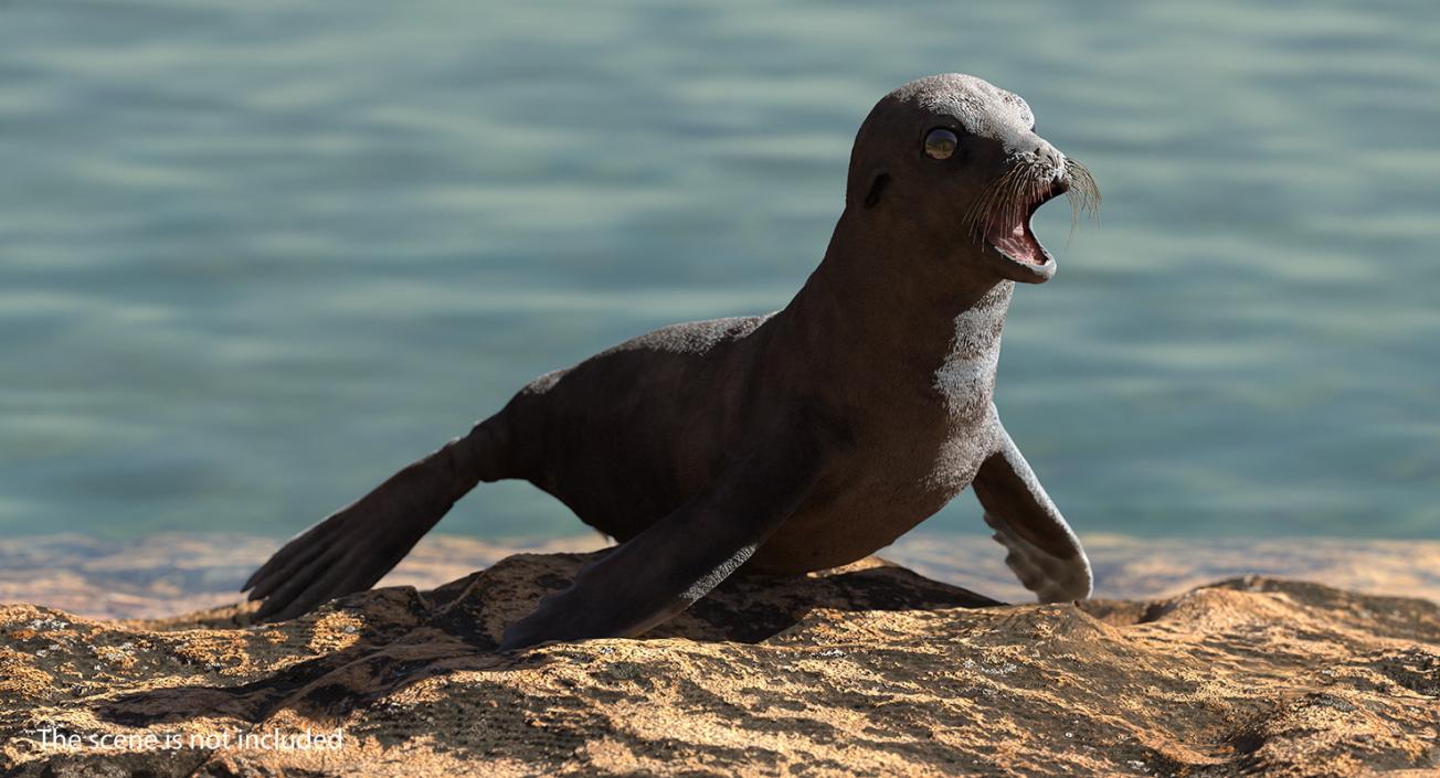 Sea Lion Wet Rigged 3D model