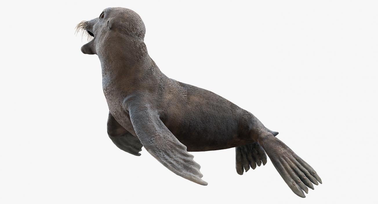 Sea Lion Wet Rigged 3D model