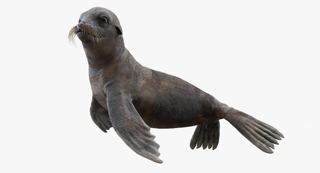 Sea Lion Wet Rigged 3D model