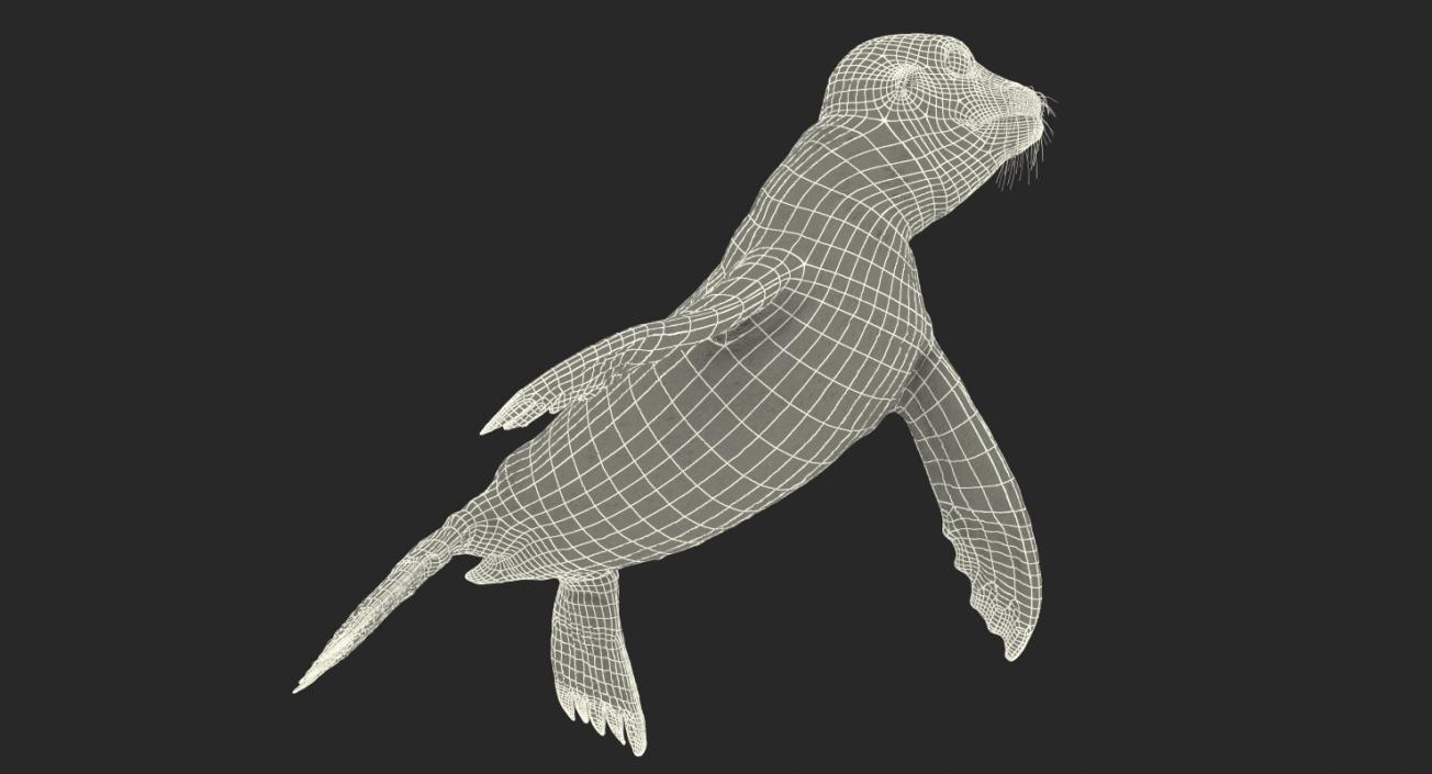 Sea Lion Wet Rigged 3D model